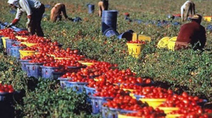 agroalimentare 1
