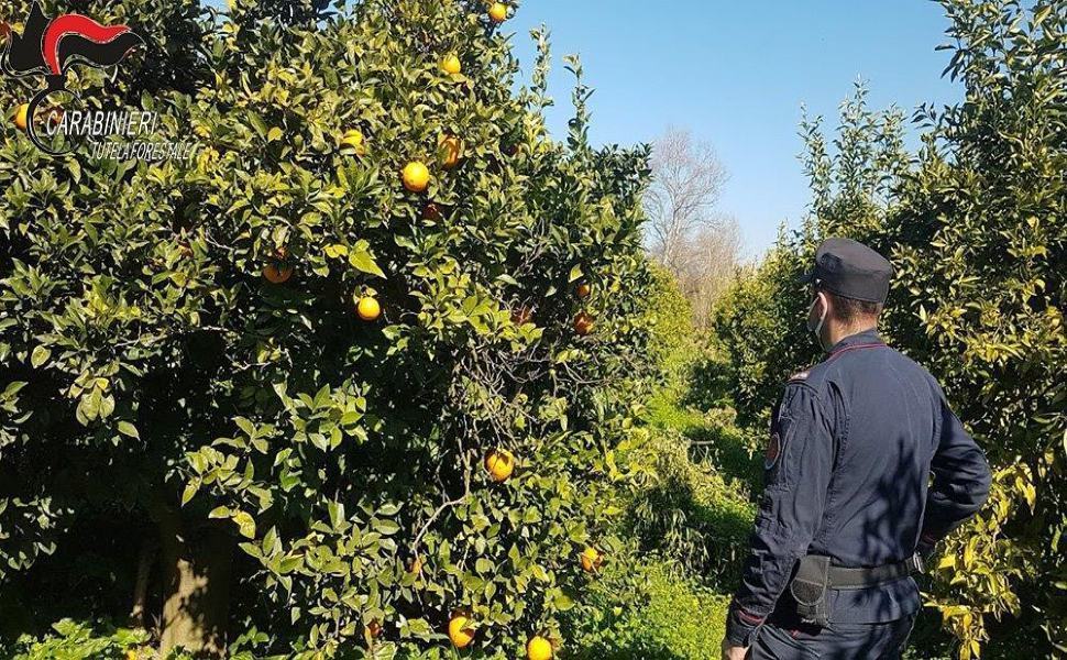 Occupazione abusiva sul fiume Crati, sequestrati altri 3 ettari di agrumeti 51 agrumeti fiume crati 1