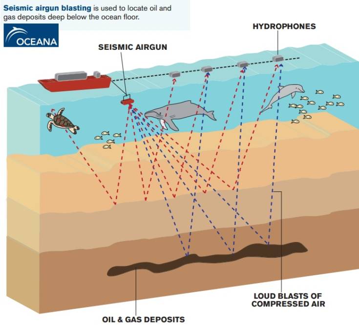 Trivelle nel mar Jonio con metodo airgun, i giudici sentenziano: "Devastante per flora e fauna" 56 airgun atlantico 0b