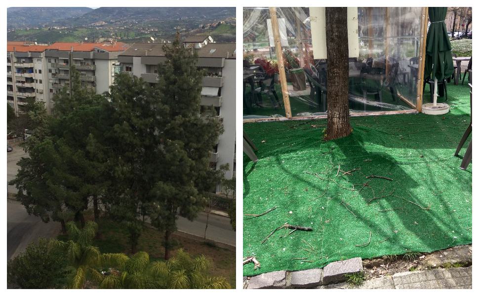 alberi cosenza 1