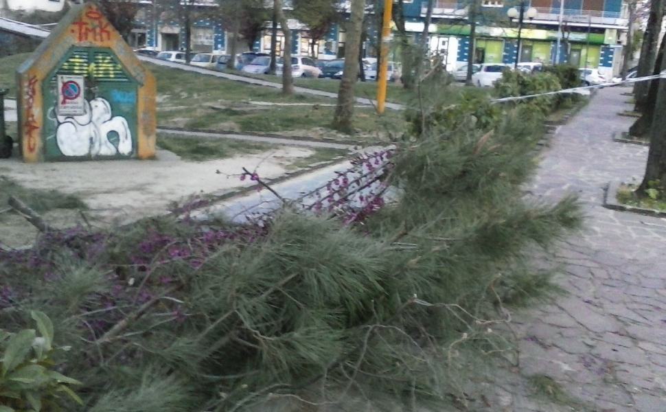 Cosenza, Comitato Alberi Verdi al sindaco: "tutelare il verde urbano" 51 alberi tagliati cosenza