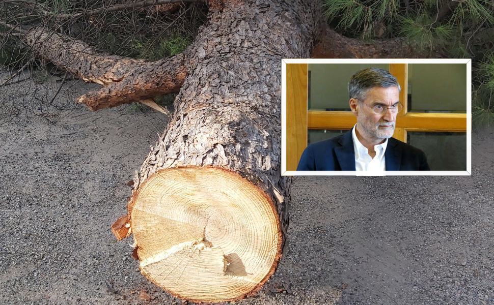 alberi tagliati rende denuncia giardini eva 01 1