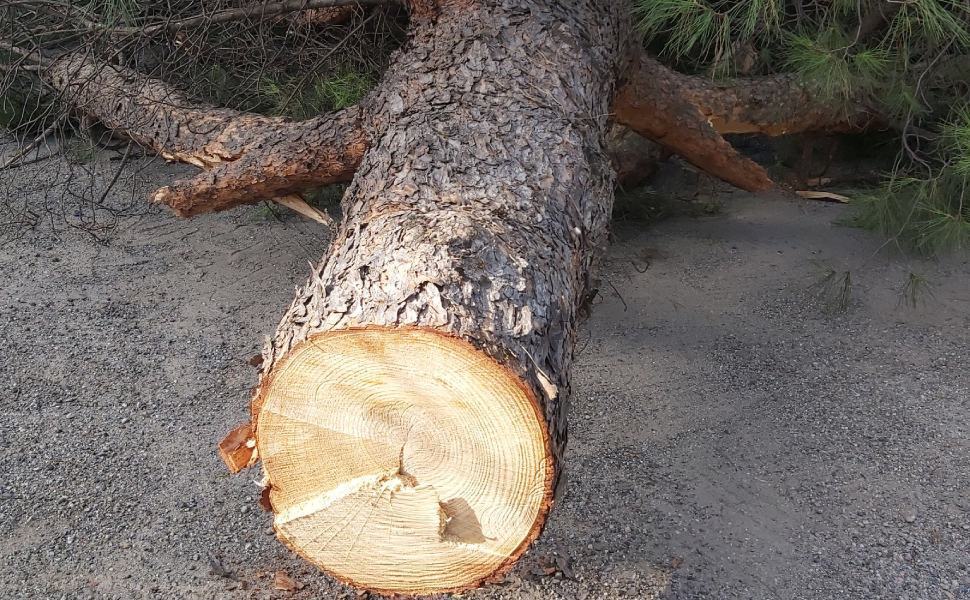 alberi tagliati rende denuncia giardini eva 01