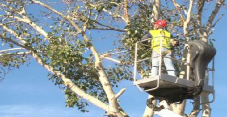 Potatura alberi a Cosenza, da domani modifiche alla viabilità 51 alberi via siniscalchi