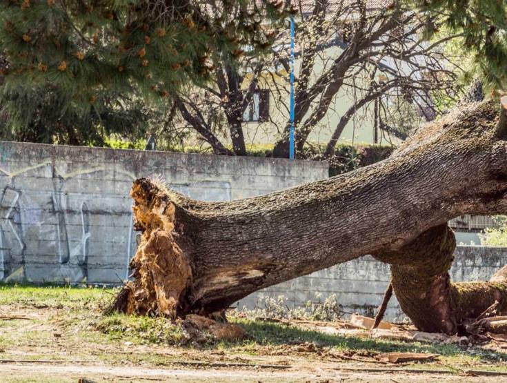 Cade una quercia al Villaggio Europa, il Comune la sostituisce con due alberi 55 albero 1