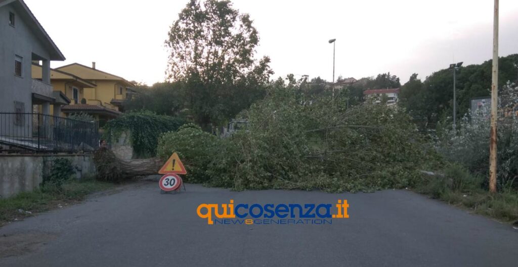 Albero abbattuto dal vento blocca strada a Sant'Agostino, interventi anche a Cosenza 3 albero abbattuto vento sant agostino 05