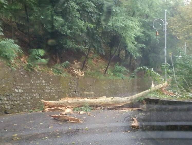 albero cosenza vecchia