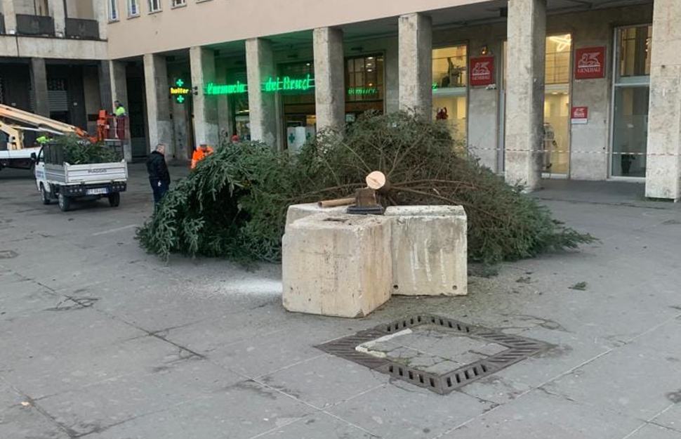 albero disfatto cosenza