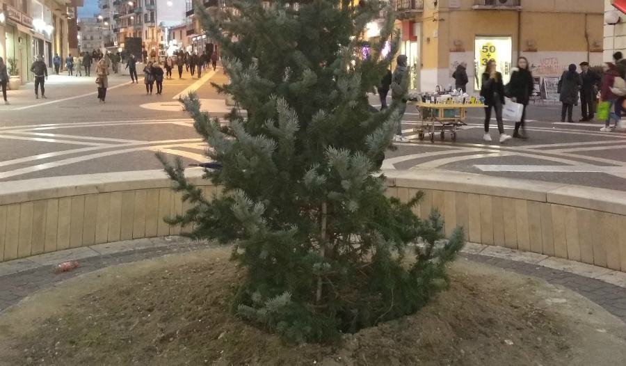 albero per cesare piazza kennedy cs 01