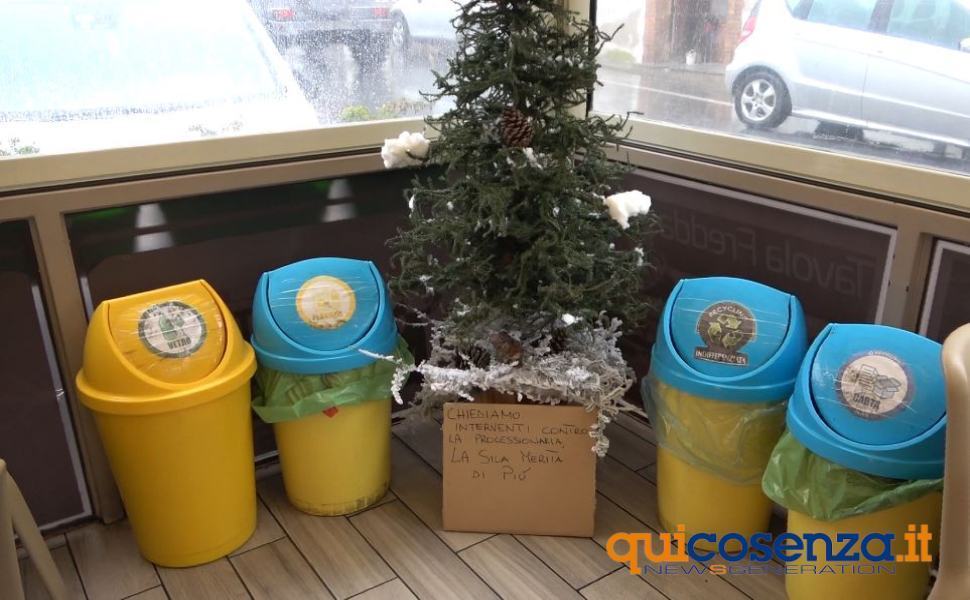 Sila, un albero di Natale per evidenziare il problema della processionaria 1 albero processionaria