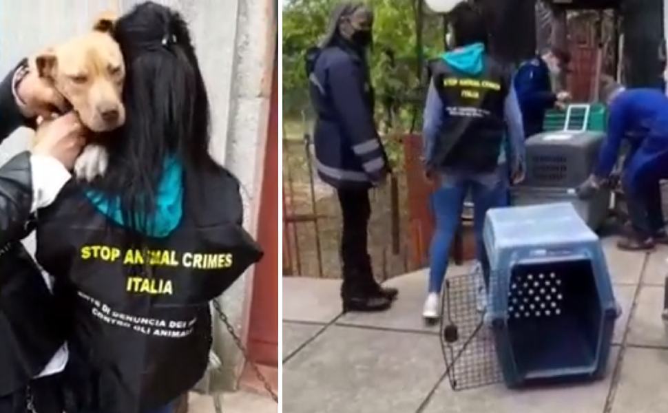 allevamento clandestino pittbul mendicino