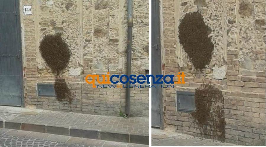 Allarme a Spezzano Piccolo per grosso alveare di api su un muro del corso 51 alveare api spezzano piccolo 01
