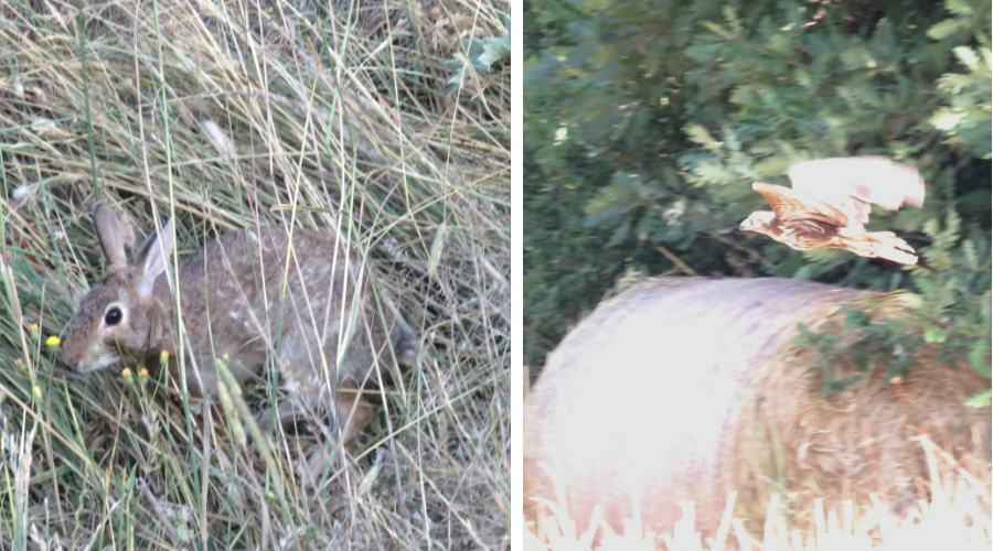 animali selvatici cras cipr rende