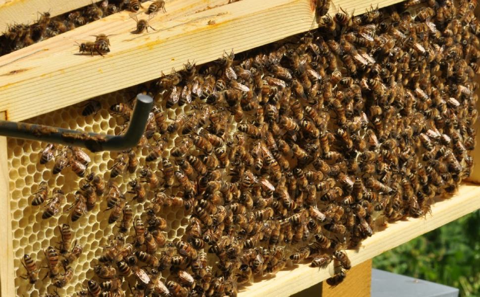 Rubano 140 arnie cariche di miele e con le api, due denunce 51 api mielari arnia