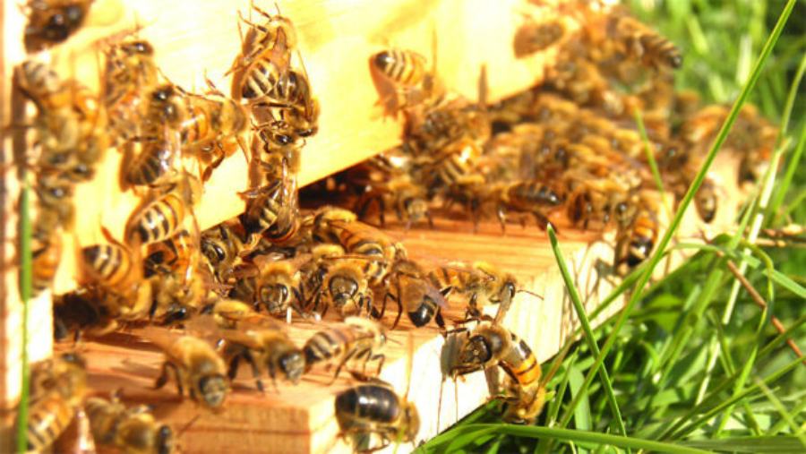 Biodiversità in apicoltura: in fase di pubblicazione le graduatorie 53 apicoltura 02