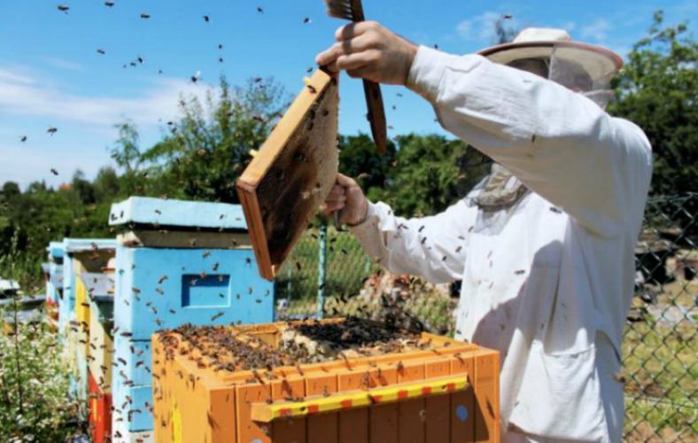 apicoltura