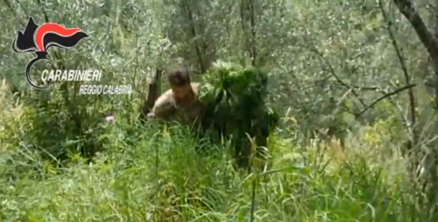 arena arresti piantagione reggio rosarno