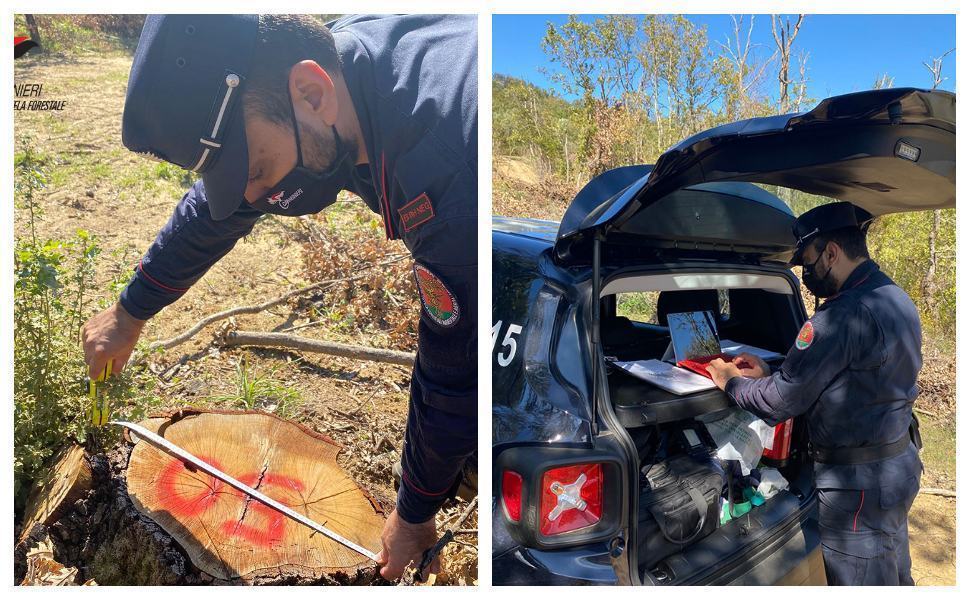 arma forestale