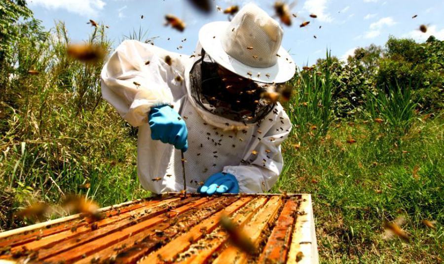 arnie api apicoltore