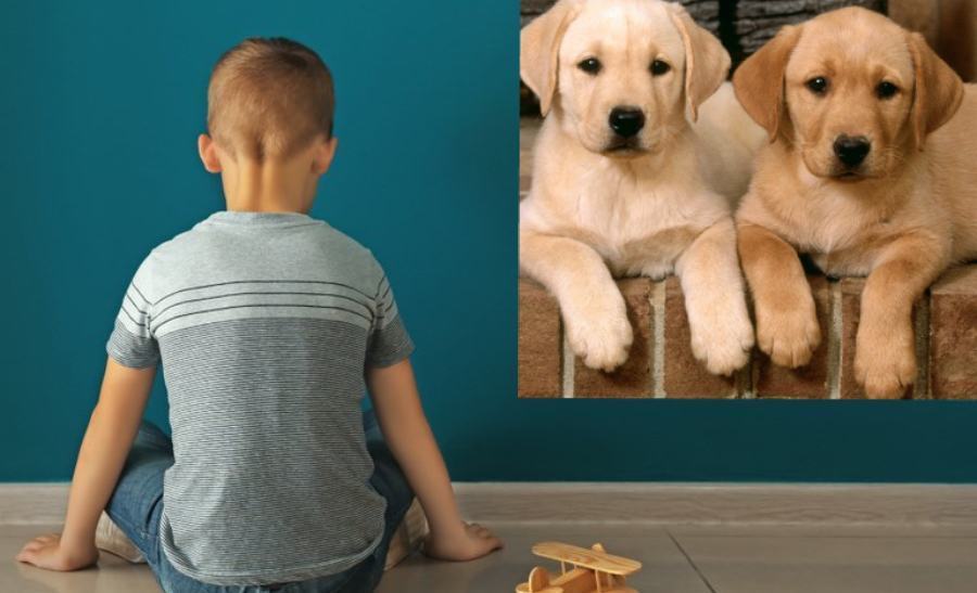 autismo cuccioli labdrador