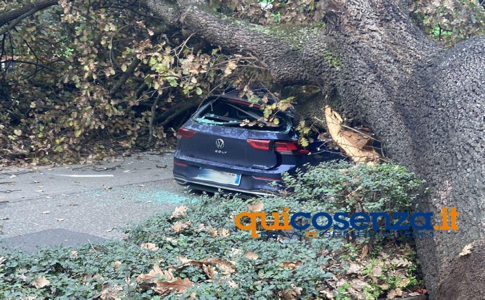 auto golf albero saporito
