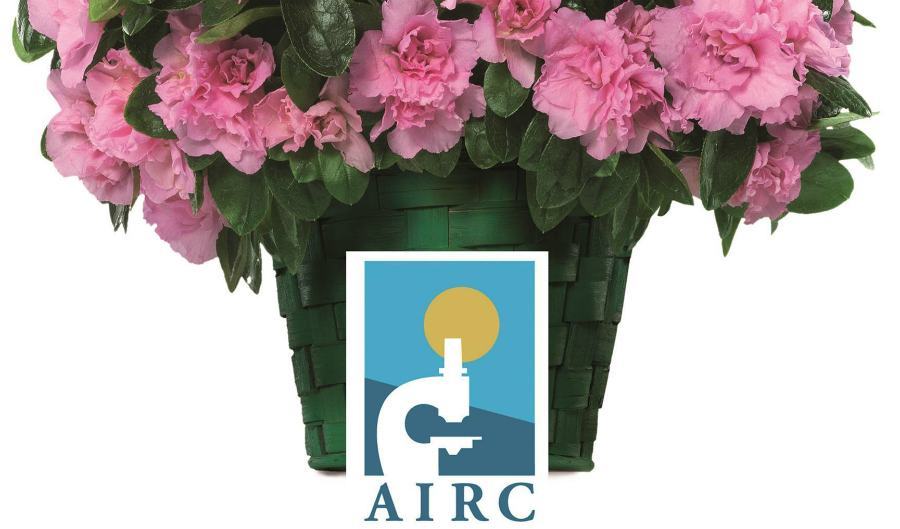 azalea airc 1