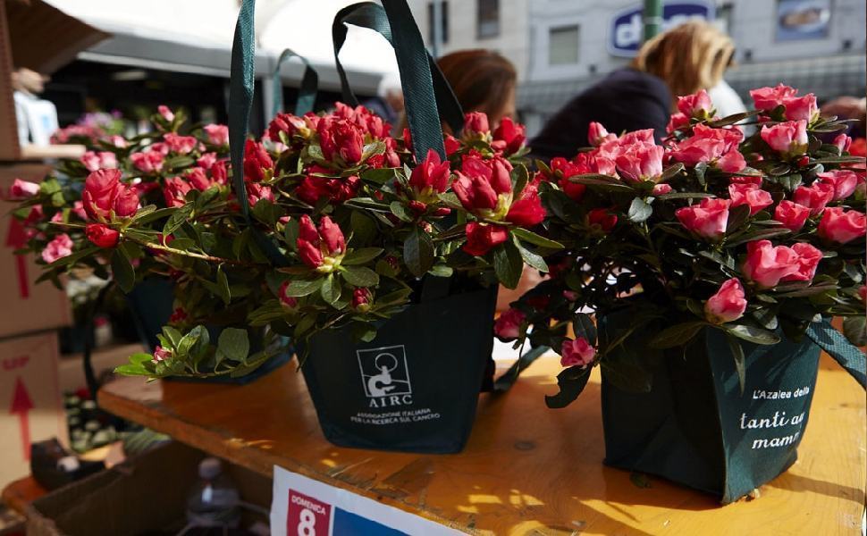 azalee ricerca airc tommasogesuato 2 1