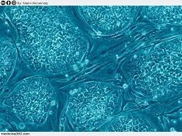 ba231a9d7a097e15e7ab4db2571494af