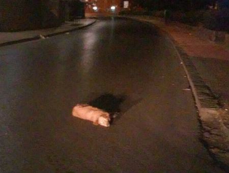 bcbe4cf3b78c9efe937bc558a2c0e949