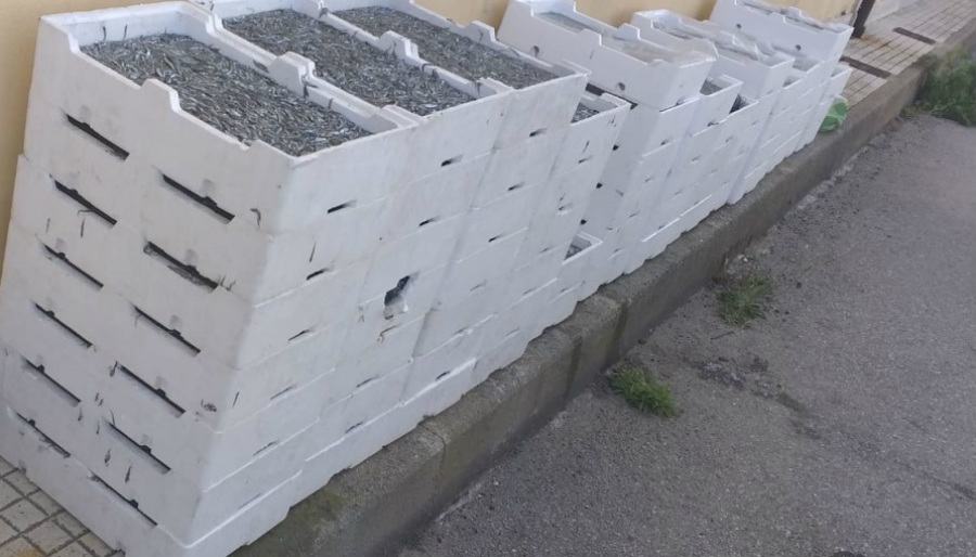 bianchetto novellame di sarda sequestro