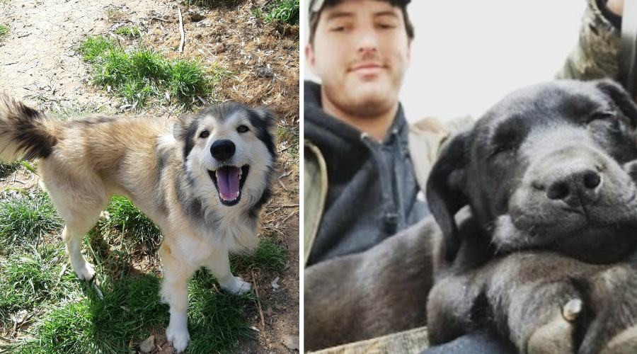 biscotto e labrador sordo