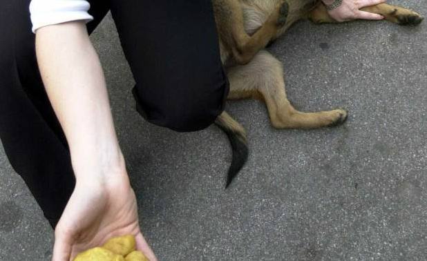 bocconi avvelenati cane
