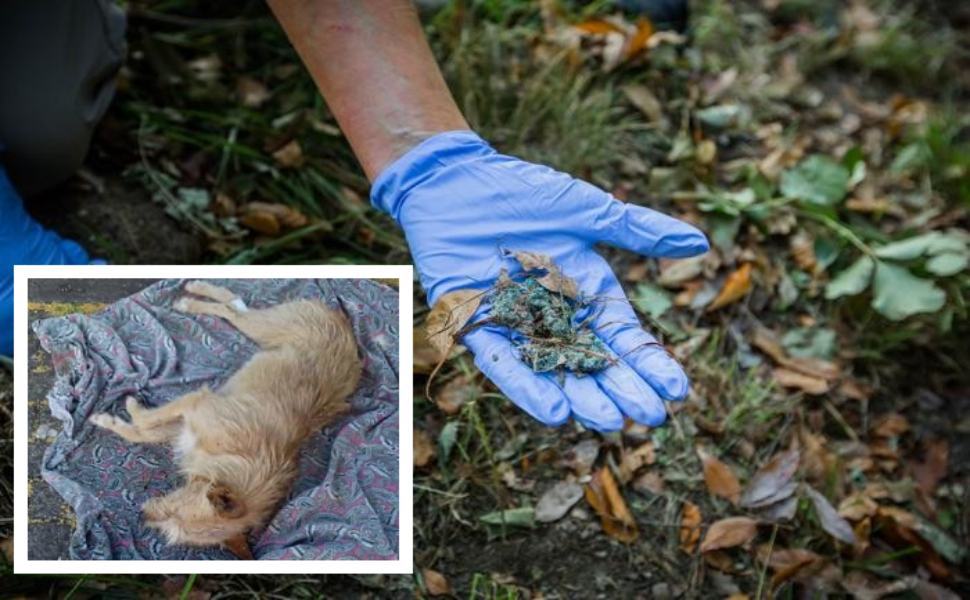 bocconi avvelenati cani randagi