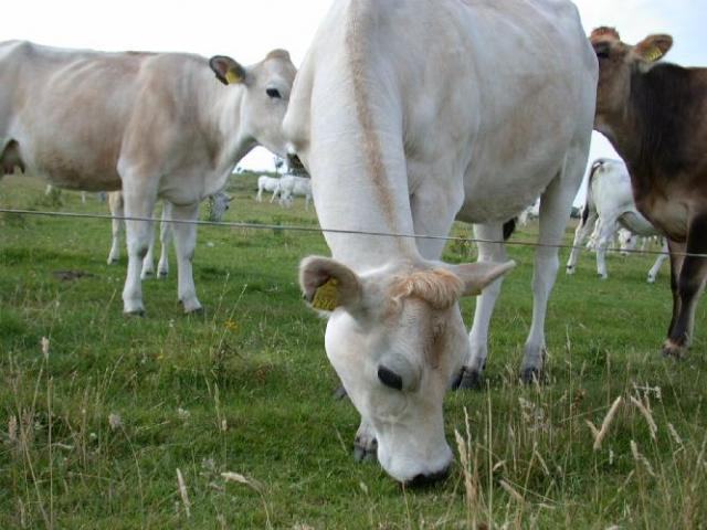 bovini al pascolo