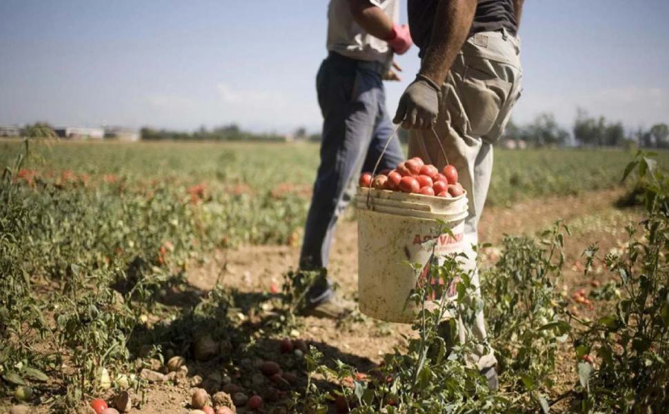 Lavoro agricolo, anche Spirlì vieta l'esposizione al sole nelle ore più calde 51 braccianti agricoltura lavoro agricolo