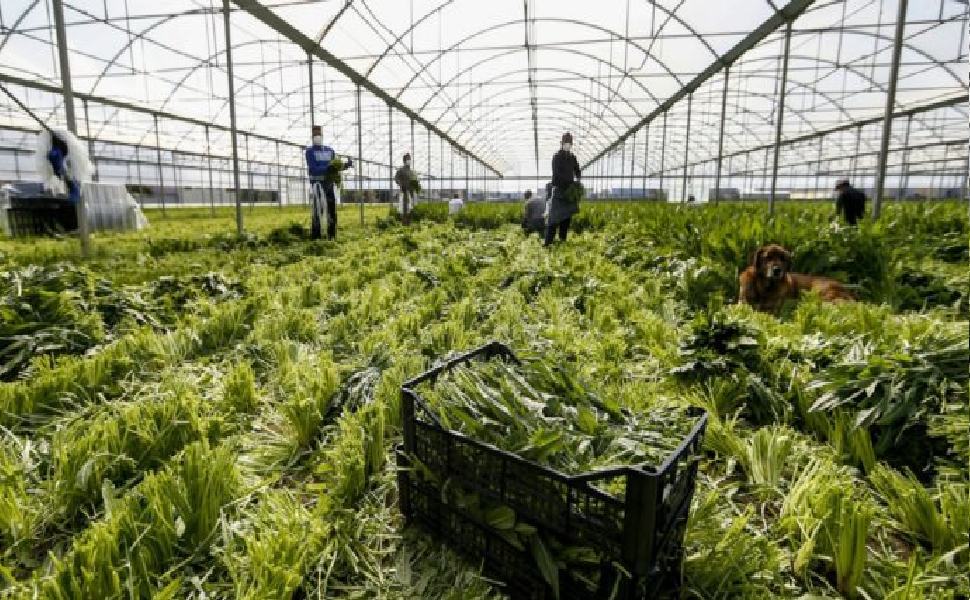 braccianti caporalato 1200 690x362 1