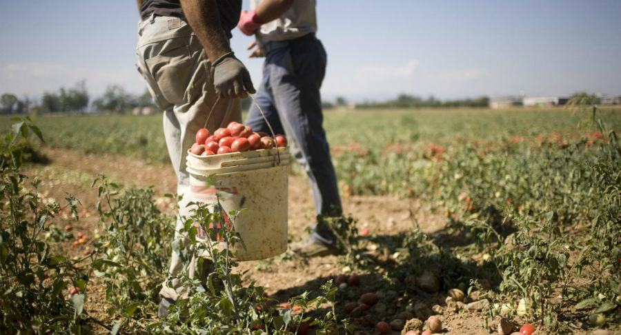 braccianti caporalato 3