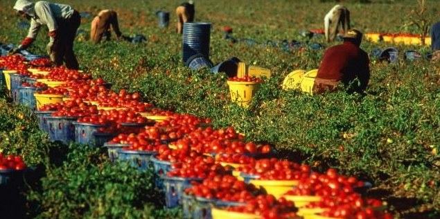 Truffa ad Inps e Ue, cinque condanne e 17 assoluzioni 51 braccianti