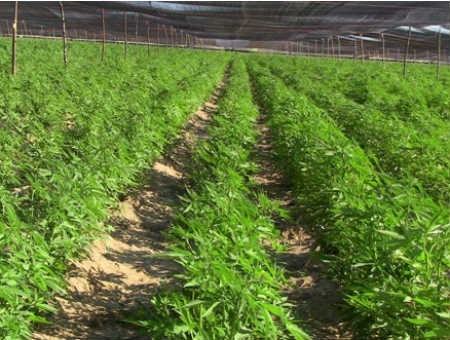 c1f238ccfa47daee9db3297b15b1f810