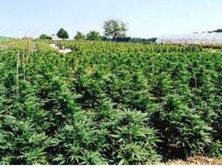 c453636b618a813570dbd4d0ab4ba864