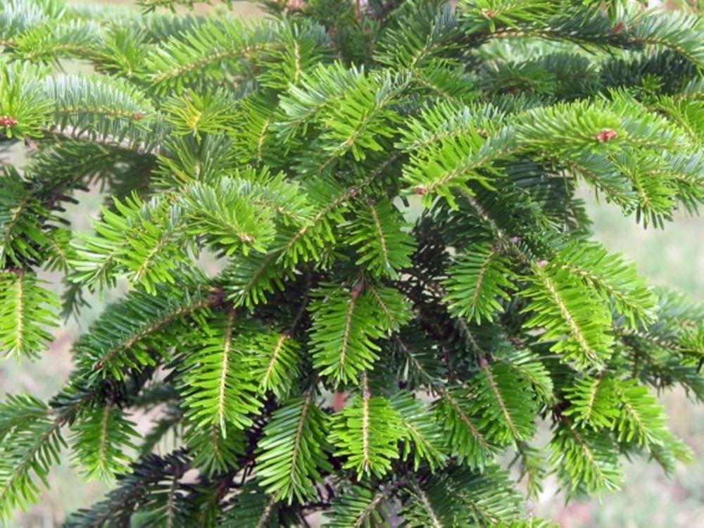 c4fecaa262b98f9bb0866d705f15b717