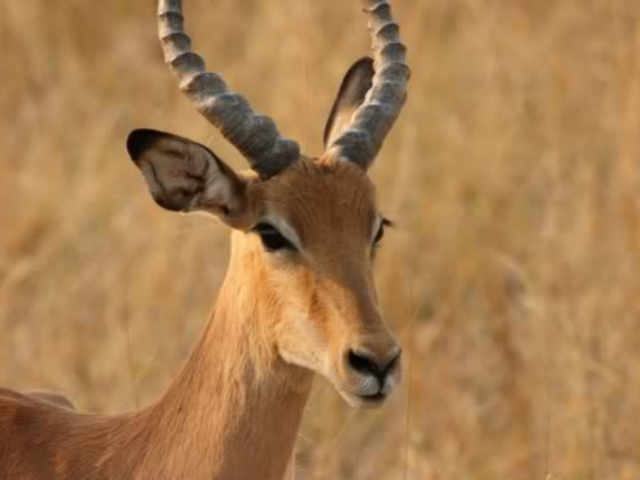 c742bdf24bd6a8eb9f537ca12b4c6f7c