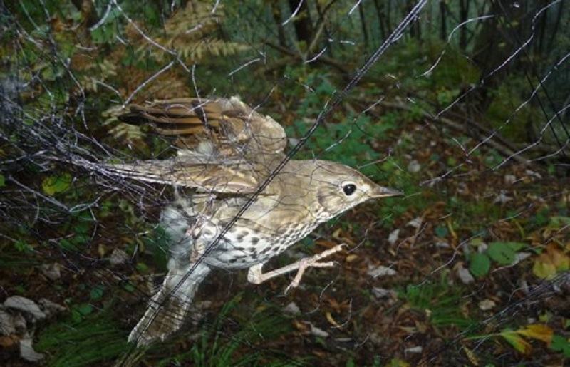 cabs tordo uccellagione