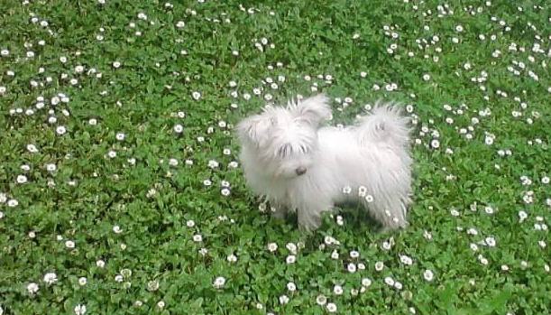 Troppe pipì sul muro del suo negozio, minaccia di prendere a calci un cagnolino 51 cagnolino maltesino