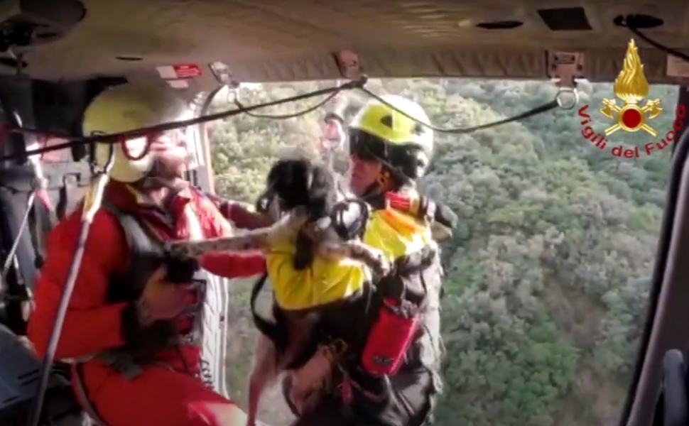 cagnolino salvato vigili fuoco placanica