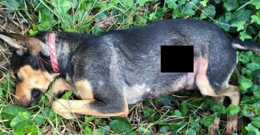 Cagnolino ucciso a colpi di pistola, era di un'anziana 51 cagnolino ucciso anziana vibo