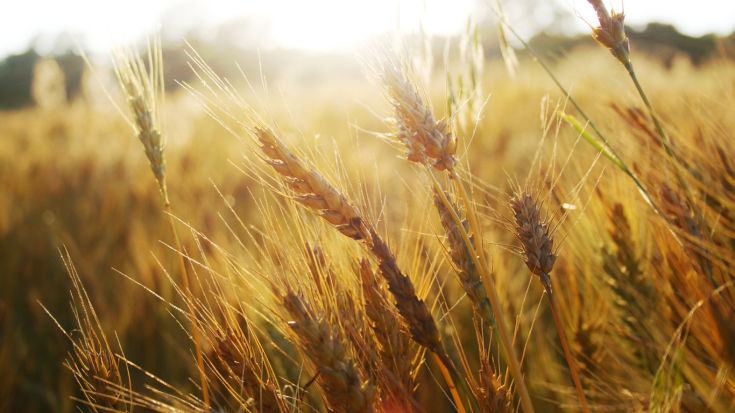 campi di grano bis