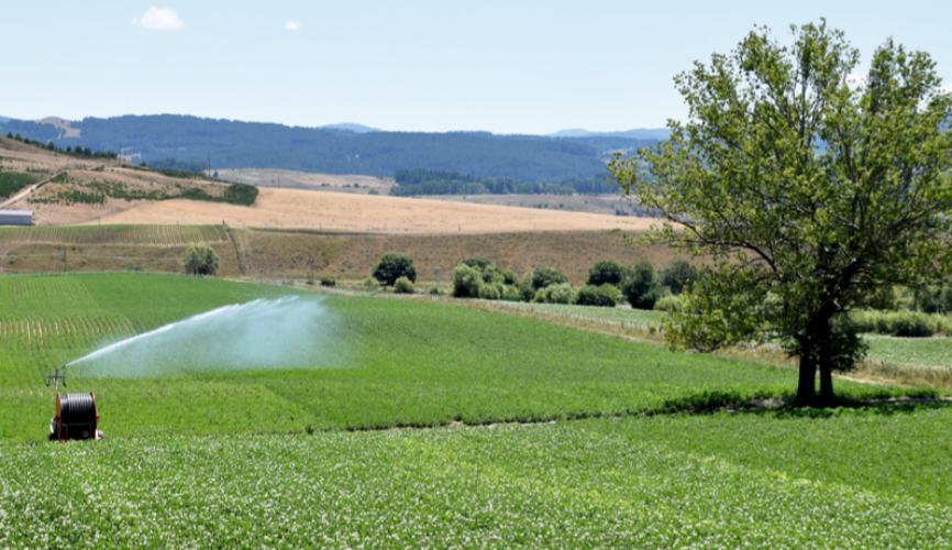 campo patate in Sila