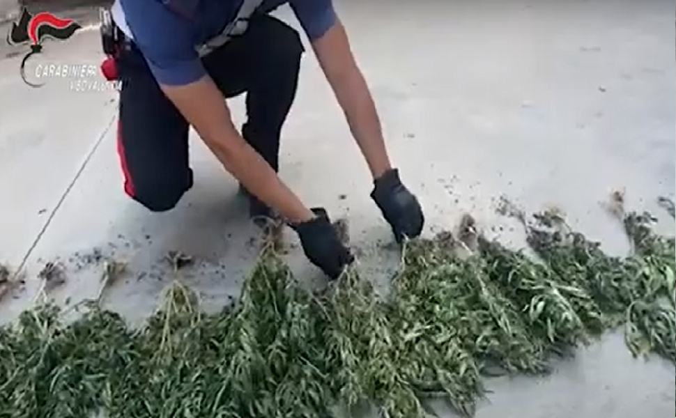 canapa tra zucchine e mais