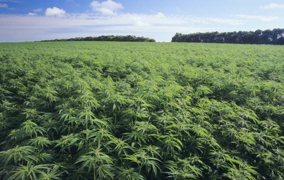 Inizia domani in Calabria la prima fiera italiana della canapa industriale 209 canapa